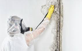 Mold Removal for HVAC Installations in Moscow, ID